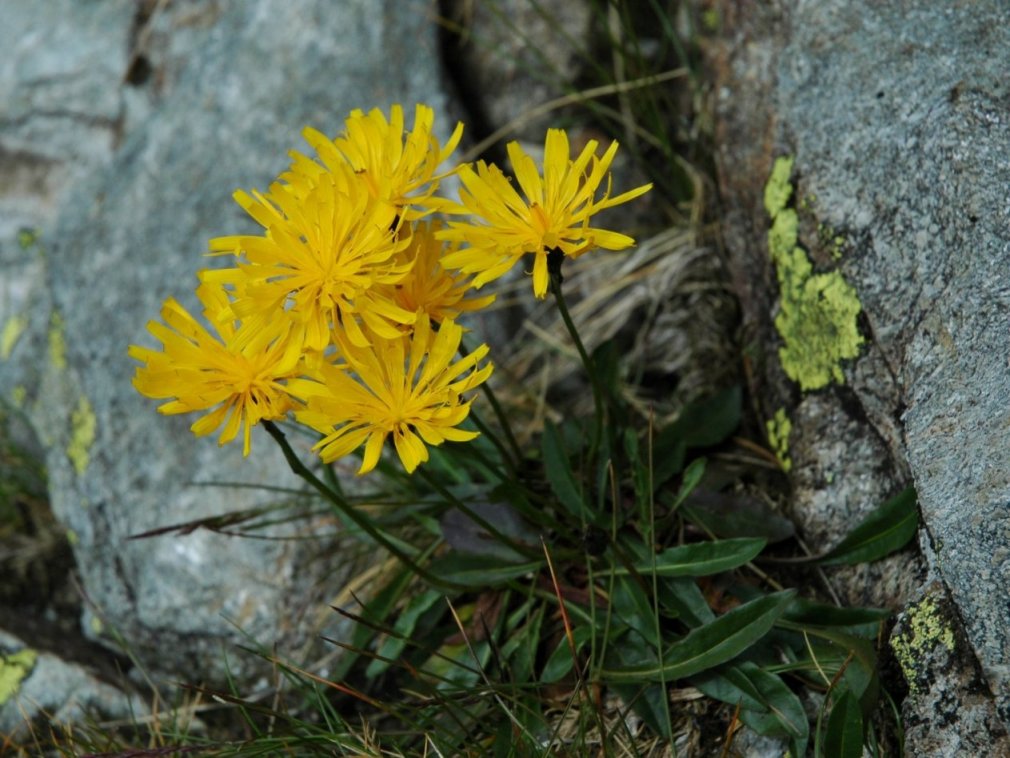 Da determinare - Asteracea